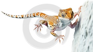 Gekko gecko, the tokay gecko lizard